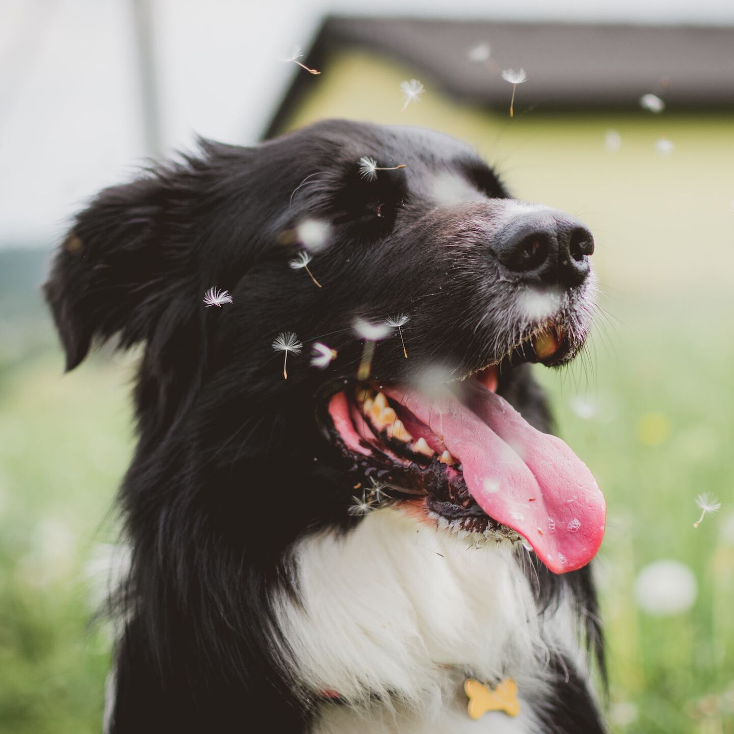 <b>COULD MY DOG HAVE HAY FEVER?</b><br><br>Learn how to spot the signs and symptoms of hay fever in dogs...</br>